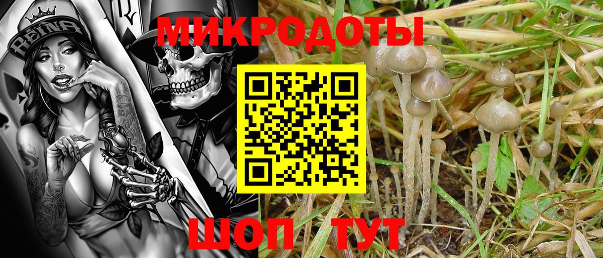 Псилоцибиновые грибы Psilocybe Корсаков